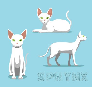 Cat Sphynx Kedi Çizgi Film Vektörü İllüstrasyonu