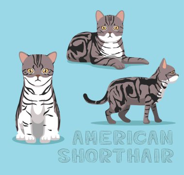 Cat American Shorthair Kedi Çizgi Filmi Vektör İllüstrasyonu