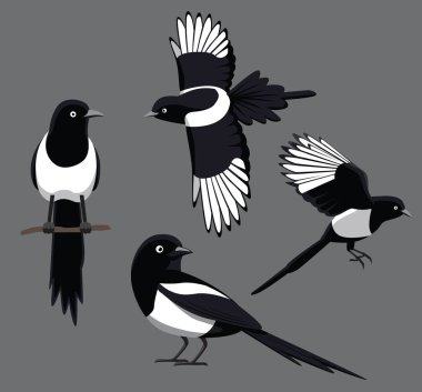 Bird Poses Black-Billed Magpie Vector Illustration clipart