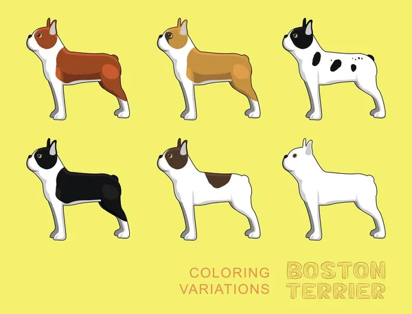 Dog Boston Terrier Coloring Variations Vector Illustration — Stock Vector