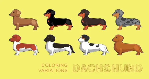 Perro Dachshund Para Colorear Variaciones Vector Ilustración — Vector de stock
