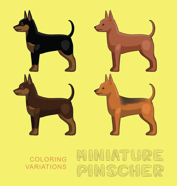 Miniatura Psa Pinscher Barwienia Warianty Wektor Ilustracji — Wektor stockowy