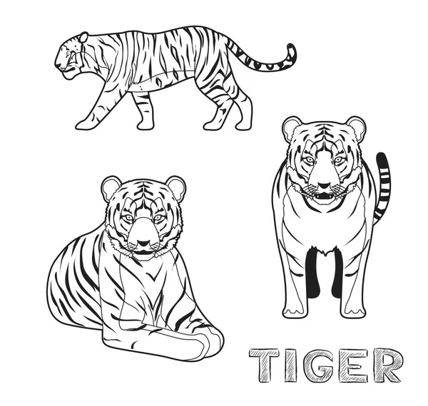 Panthera Tygrys Kreskówki Wektor Ilustracji Monochromatyczne — Wektor stockowy