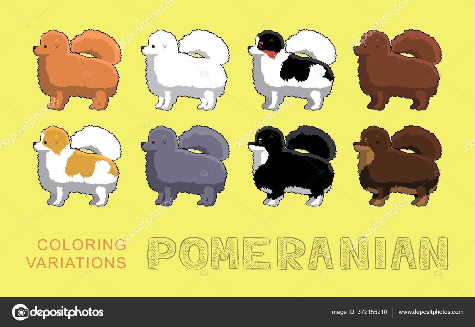 Dog Pomeranian Coloring Variations Vector Illustration Stock