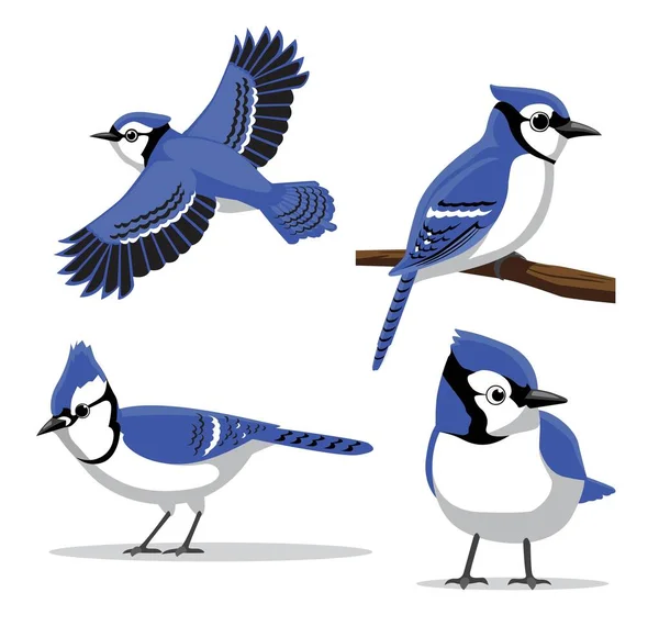 Mignon Bleu Jay Poses Illustration Vectorielle Bande Dessinée — Image vectorielle