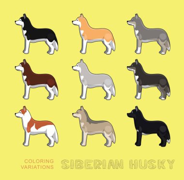 Sibirya Köpeği Haski Renk Çeşitlemesi Vektör İllüstrasyonu