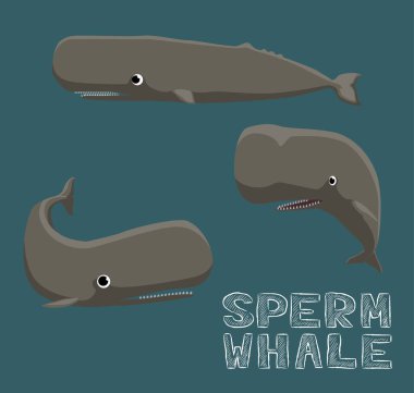 Sperm Balinası Çizgi Filmi Vektör İllüstrasyonu