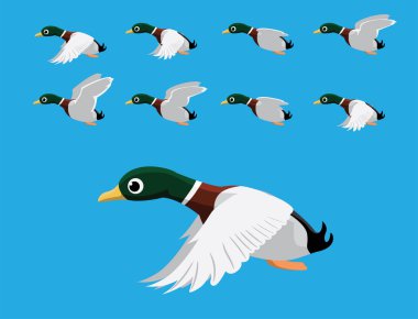Mallard Duck Uçan Animasyon Dizisi Çizgi Film Vektörü