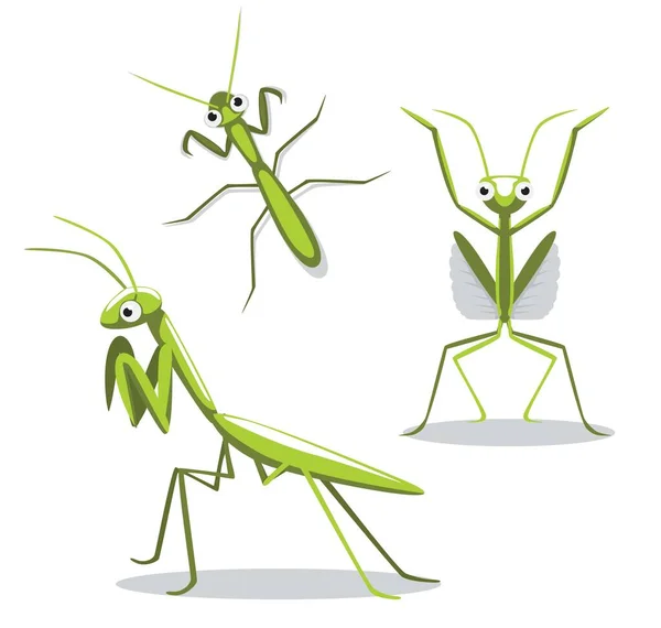 Draguta Mantis Poses Desen Animat Vector Illustration — Vector de stoc