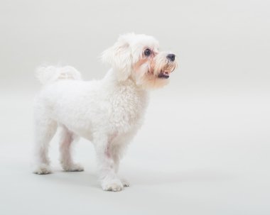 Malta köpeği