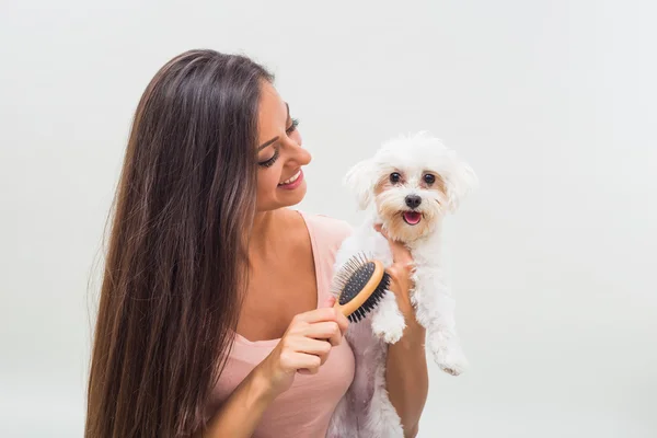 Woman combing her maltese dog — Stock Photo, Image