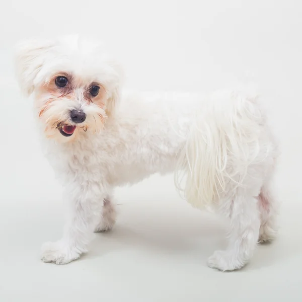 Белая мальтийская собака — стоковое фото