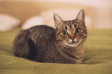 Yatakta yatıyordu güzel genç kedi fotoğrafı. Görüntü kasten tonda.