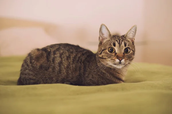 Zdjęcia Piękny Młody Kot Leżąc Łóżku Obraz Jest Celowo Stonowanych — Zdjęcie stockowe