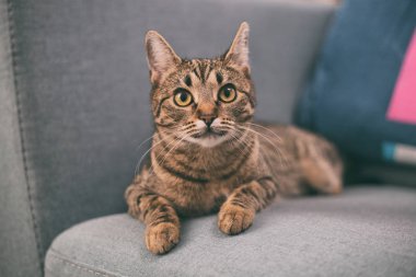 Güzel genç kedi kanepede yatan fotoğraf. Görüntü kasten tonda.