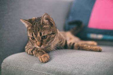 Güzel genç kedi kanepede yatan fotoğraf. Görüntü kasten tonda.