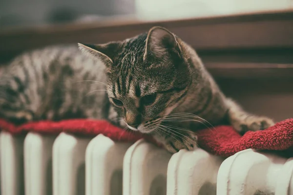 Кошка Лежащая Радиаторе Ветрового Стекла Интенсивно Тонируется — стоковое фото