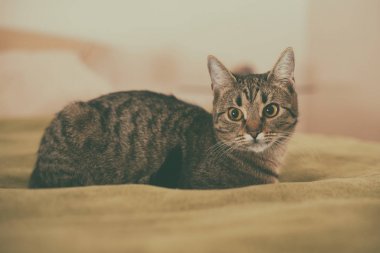 Yatakta yatıyordu güzel genç kedi fotoğrafı. Görüntü kasten tonda.