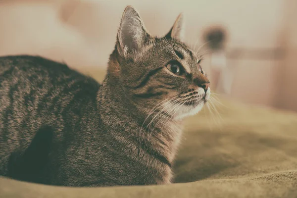 Foto Hermoso Gato Joven Acostado Cama Imagen Tonifica Intencionalmente — Foto de Stock