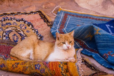 Kedi Fas 'taki geleneksel halılarda dinlenmeyi seviyor..