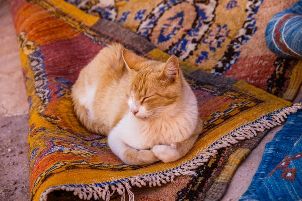 Cat Disfruta Descansando Alfombras Tradicionales Aire Libre Marruecos — Foto de Stock