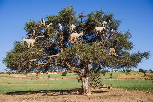 Image of goats climbed on an  tree in Morocco.