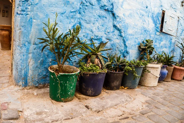 Imagen Vieja Pared Flores Plantas Maceta Marruecos —  Fotos de Stock