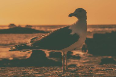 Martının kıyı şeridindeki görüntüsü, Essaouira, Fas 'ta gün batımı..
