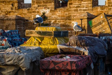 Essaouira, Fas 'ta kıyı şeridinde duran martıların görüntüleri.