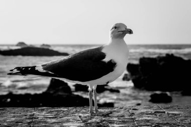 Essaouira, Fas 'taki kıyı şeridindeki martının siyah ve beyaz görüntüsü.