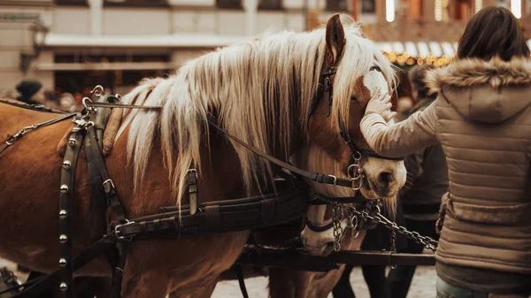 Young Woman Petting Horse — Stock Photo, Image