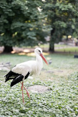 Beyaz Leylek Ciconia doğada.
