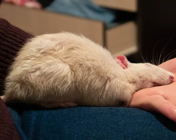 Mann Schläft Bett — Stockfoto