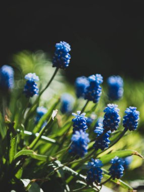 Unutma beni çiçekleri.