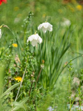 Bahçede beyaz çiçekler