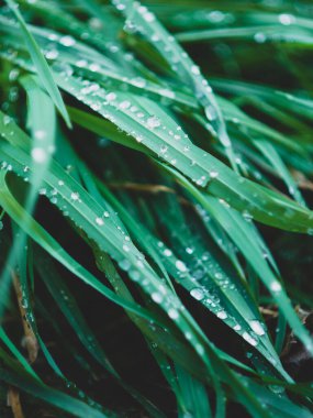 Yeşil bir yaprağa su damlıyor.