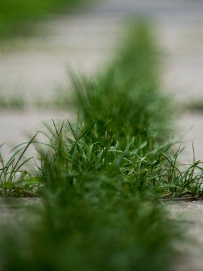 Tabakların arasında büyüyen yeşil çimenler var.