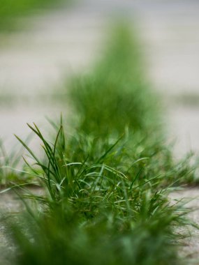 Tabakların arasında büyüyen yeşil çimenler var.