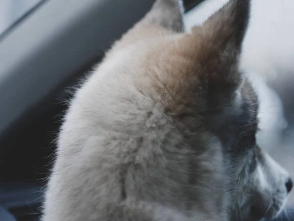 Minik Köpek Yavrusu Pencereden Geri Dönmüş Görünüyor — Stok fotoğraf