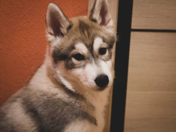 Pouco Filhote Cachorro Husky Parece Olhos Bonitos Lente Câmera — Fotografia de Stock