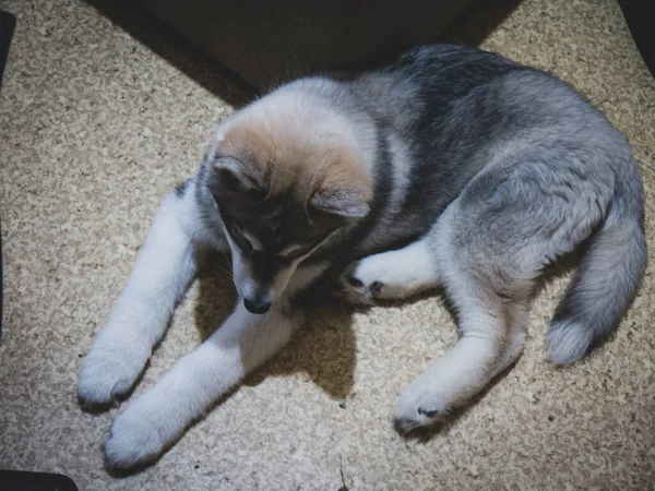 Kleine Husky Puppy Ligt Vloer Uitzicht Vanaf Top — Stockfoto