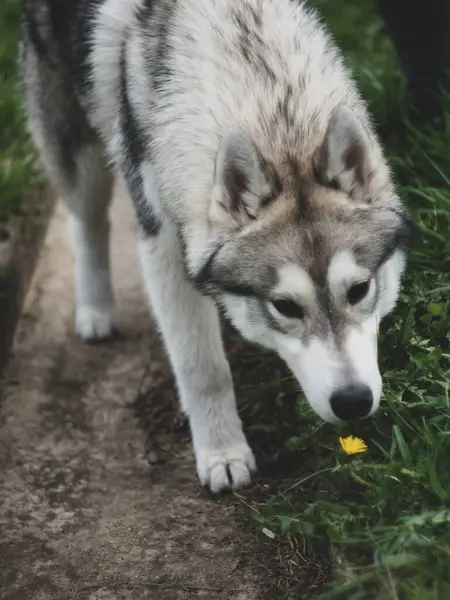 シベリアのハスキーは草の上にタンポポを嗅ぐ — ストック写真