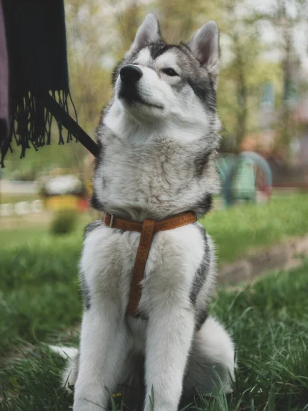 Husky Sibérien Sur Herbe Par Une Journée Ensoleillée Printemps — Photo