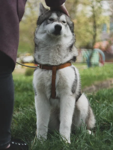 Siberian Husky Auf Dem Gras Einem Sonnigen Frühlingstag — Stockfoto