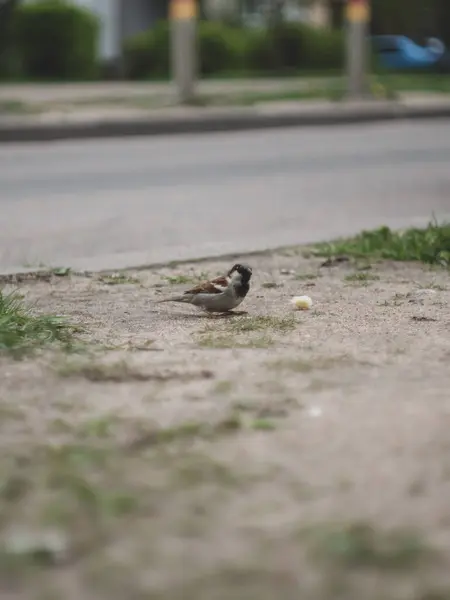 Sperlinge Fressen Ein Kleines Stück Brot — Stockfoto