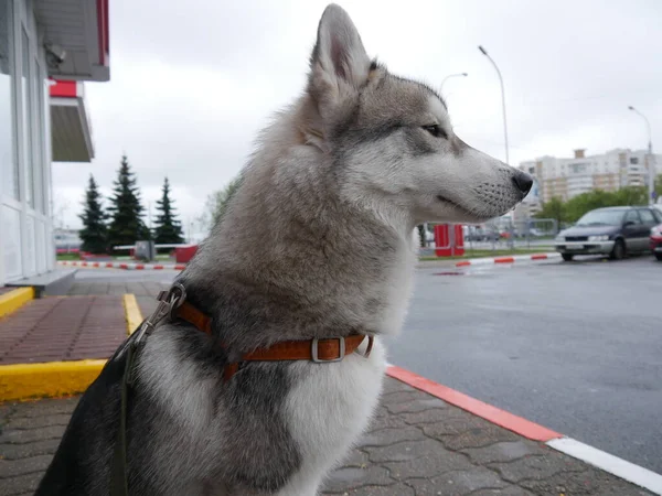 Siberian Husky Hund Sitter Och Tittar Sidan — Stockfoto