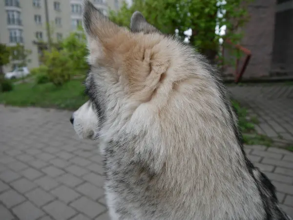 Husky Puppy Kijkt Naar Achterkant Van Zijn Hoofd — Stockfoto