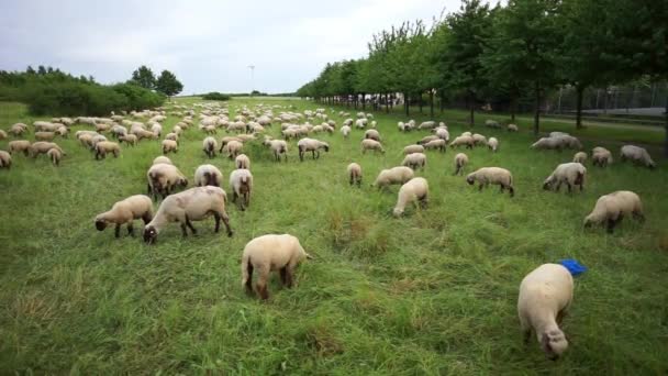 Stado owiec jest wypasanych na łące, na przedmieściach miasta Hanower — Wideo stockowe