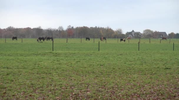 Paarden zijn geweid op een weide in de mistige herfst middag. Neder-Saksen. — Stockvideo