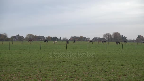 在大雾的秋日午后, 马在草地上放牧。下萨克森. — 图库视频影像